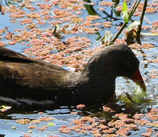 Surajpur Wetland - Natural Forest