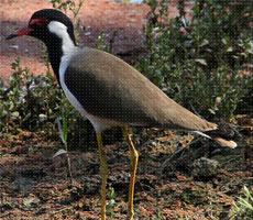 Surajpur Wetland - Natural Forest