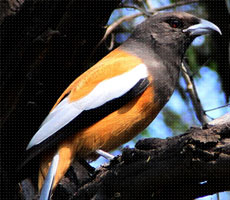 Surajpur Wetland - Natural Forest