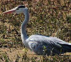 Surajpur Wetland - Natural Forest
