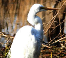 Surajpur Wetland - Natural Forest