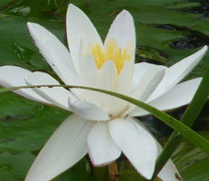 Surajpur Wetland - Natural Forest