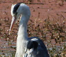Surajpur Wetland - Natural Forest