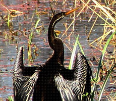 Surajpur Wetland - Natural Forest