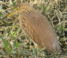 Surajpur Wetland - Natural Forest