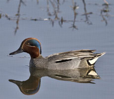 Surajpur Wetland - Natural Forest