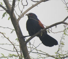Surajpur Wetland - Natural Forest