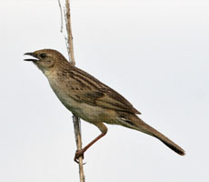 Surajpur Wetland - Natural Forest