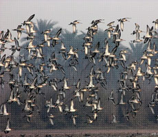 Surajpur Wetland - Natural Forest