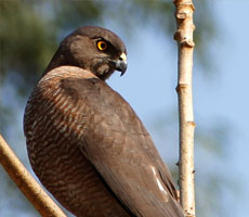 Surajpur Wetland - Natural Forest