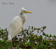 Surajpur Wetland - Natural Forest