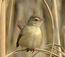 Surajpur Wetland - Natural Forest