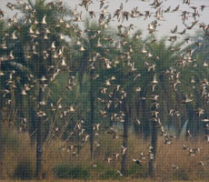 Surajpur Wetland - Natural Forest