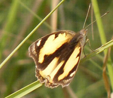 Surajpur Wetland - Natural Forest