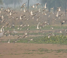 Surajpur Wetland - Natural Forest
