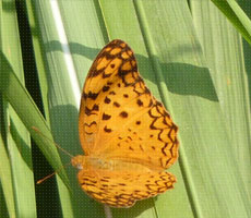Surajpur Wetland - Natural Forest