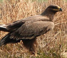 Surajpur Wetland - Natural Forest