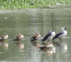 Surajpur Wetland - Natural Forest