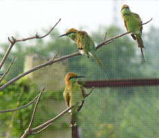 Surajpur Wetland - Natural Forest