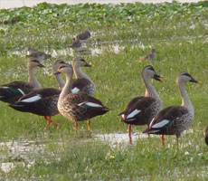 Surajpur Wetland - Natural Forest