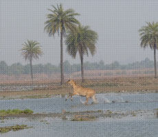 Surajpur Wetland - Natural Forest