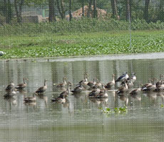 Surajpur Wetland - Natural Forest