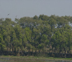 Surajpur Wetland - Natural Forest
