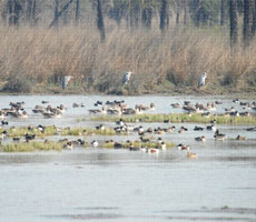 Surajpur Wetland - Natural Forest