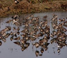 Surajpur Wetland - Natural Forest