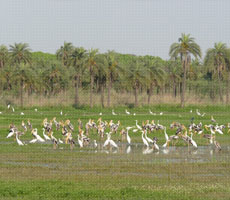 Surajpur Wetland - Natural Forest