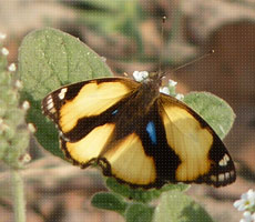 Surajpur Wetland - Natural Forest